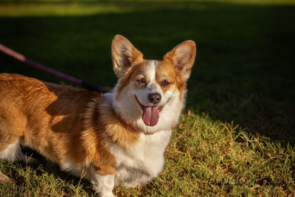 A photo of a red and white corgi standing in a sunny patch of grass.