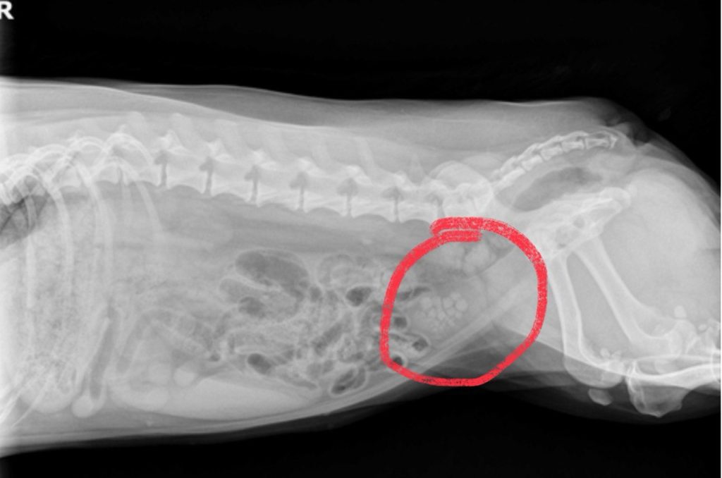 An x-ray of a corgi with bladder stones.